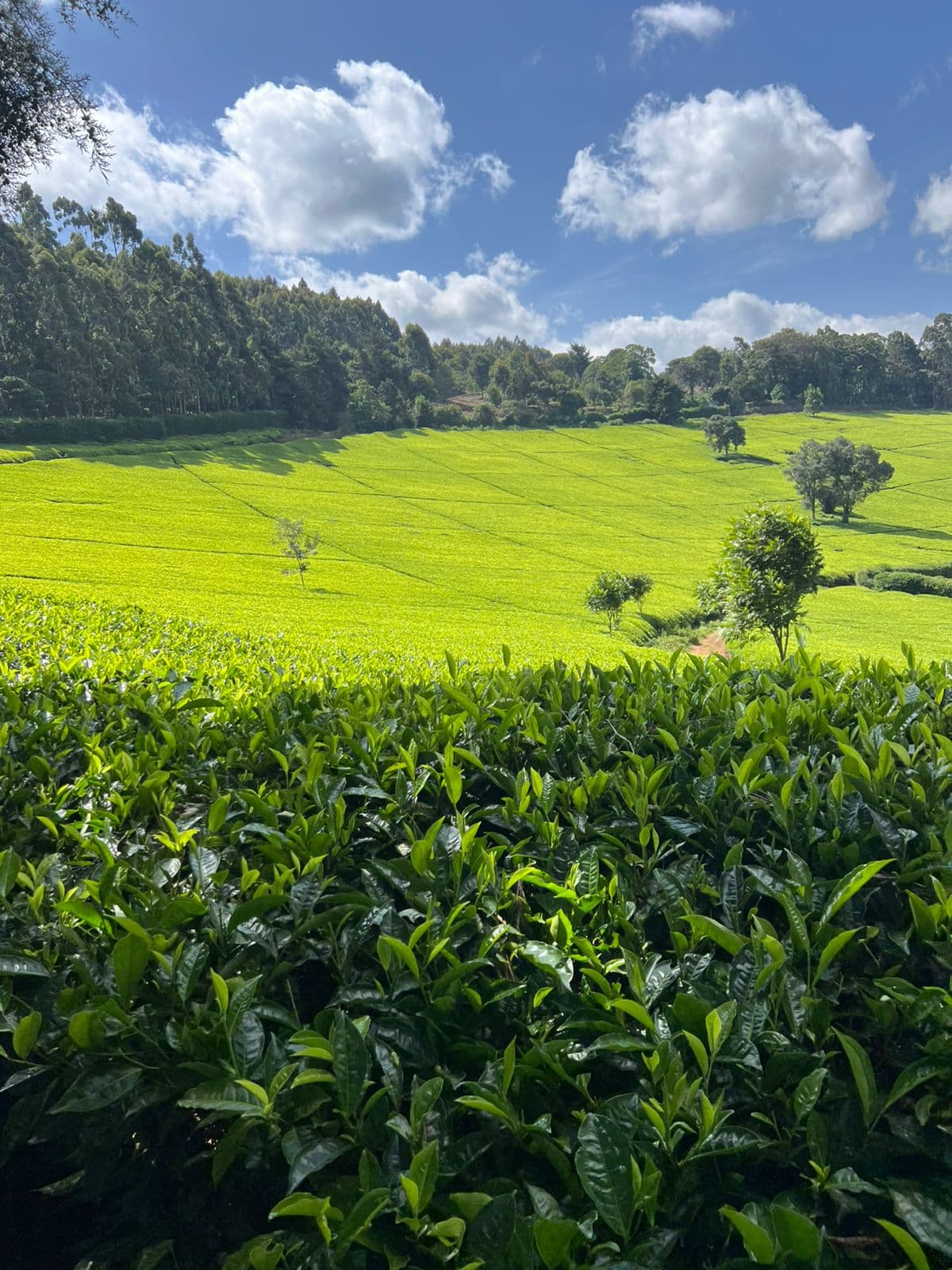 A day at the tea farm